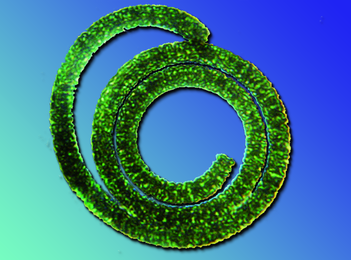 La Spirale Verte