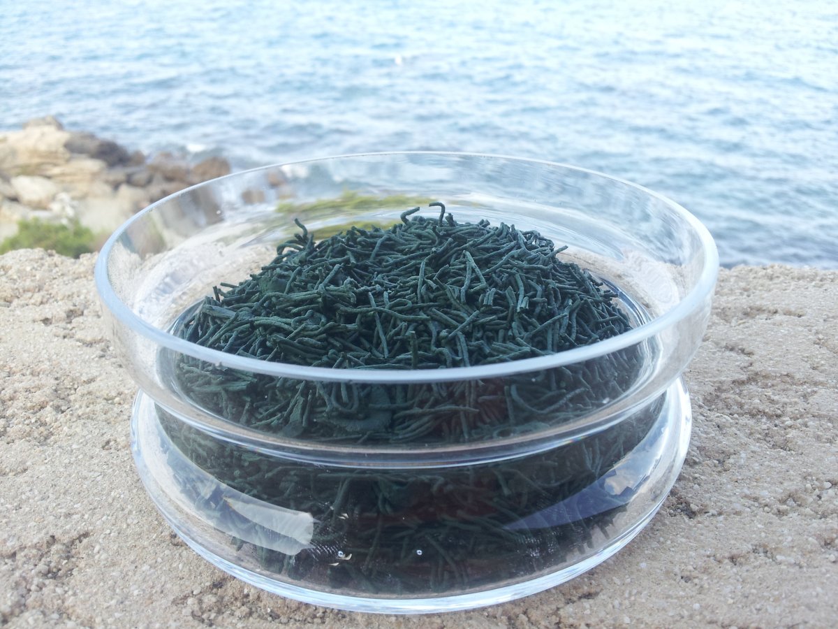  Utilisation des paillettes de spiruline